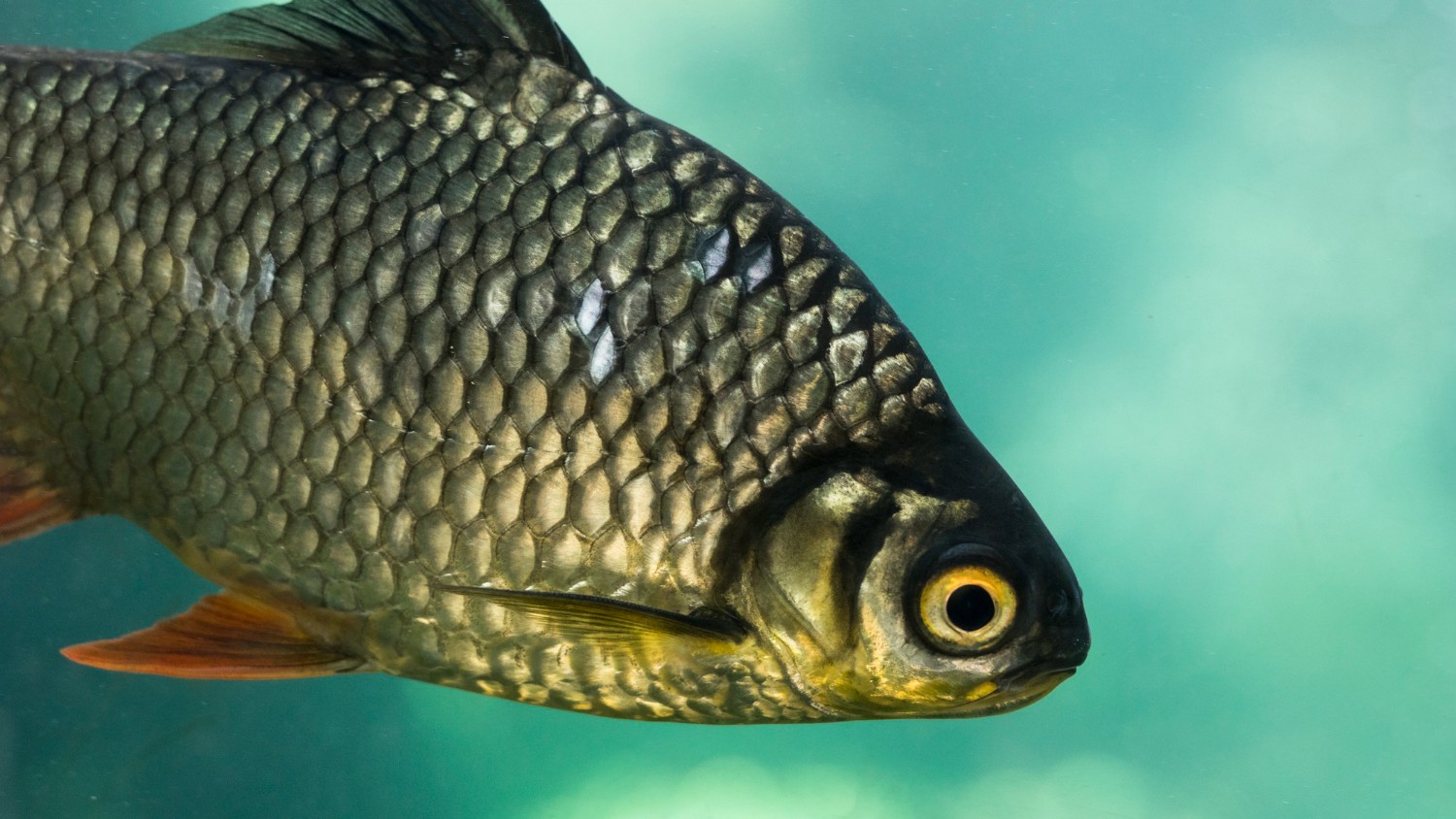 Bipartisan US Bill Targets Growing Threat Of Aquatic Invasive Species